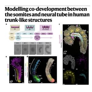 980-Architecting Human Trunk Development