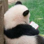 闯关西