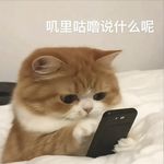 猪包猪包