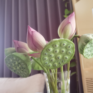 Vol 13. 四季特集：夏日魔法药水的配方表里有什么呀？