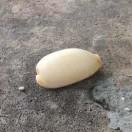 碳基成长