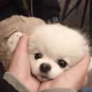 废物点心安琪拉