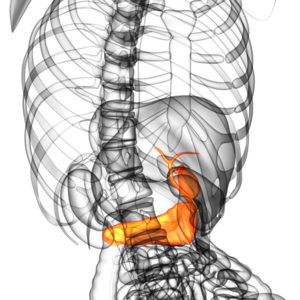 VOL.24肿瘤肝胆外科｜胰脏和脾脏虽然不大，但这些危险诱因要警惕