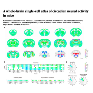 328-A Whole-Brain Circadian Atlas of Neural Activity