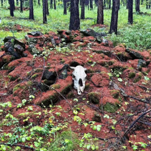在内蒙博物院，听见百年前的金戈铁马与商旅驼铃