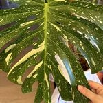 小瑞R
