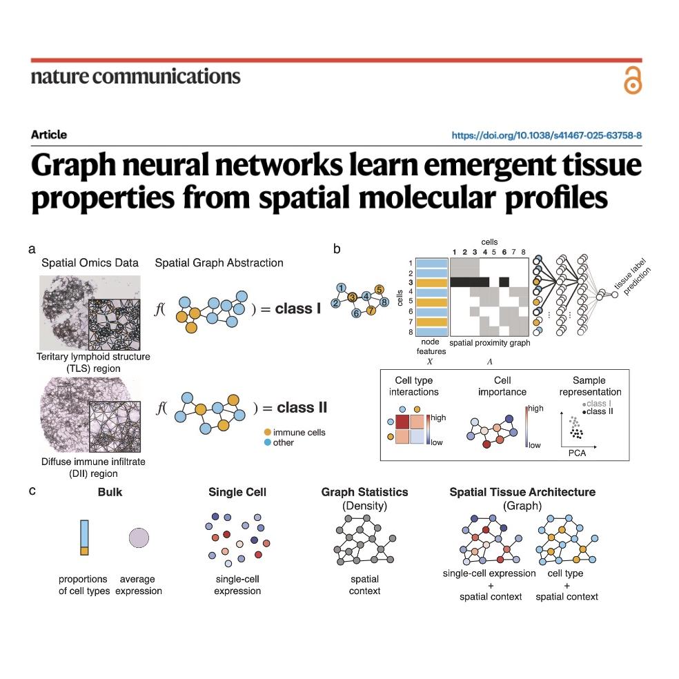 1146-Emergent Tissue Properties from Spatial Profiles episode artwork