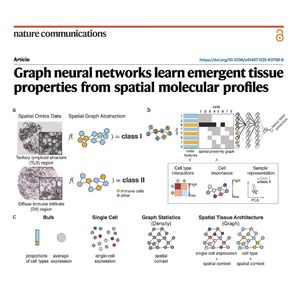 1146-Emergent Tissue Properties from Spatial Profiles
