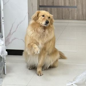 Vol.18 我的梦中情岗