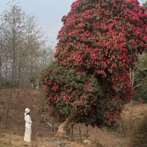 EP07｜漫谈历史故事，大理为什么叫大理——在大理的胡思乱想（II）