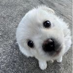 比格比格吃草莓