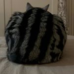 羊盘猫