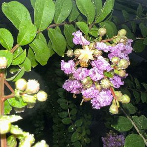 podcaster-avatar