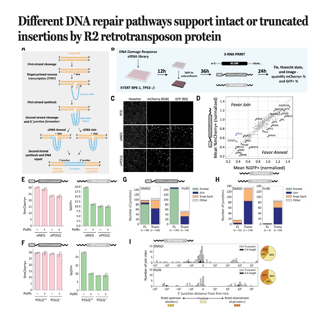 774-DNA Repair in R2 Retrotransposon Transgene Insertion episode artwork
