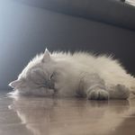 橙子胡萝卜汁