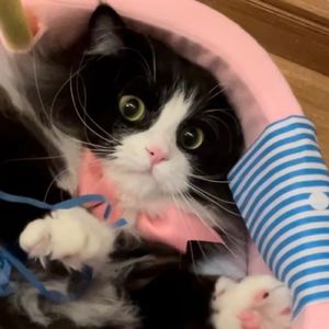 猫是液体动物呢