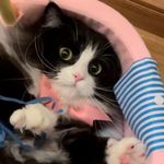 猫是液体动物呢
