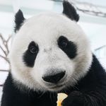 脆脆的愈琛