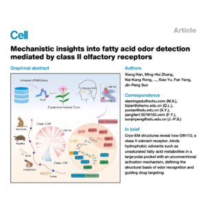 453-Fatty Acid Recognition by Olfactory Receptors
