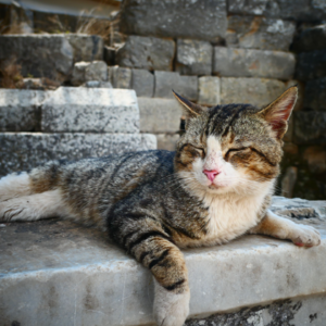 EP14 土耳其之旅(6)-以弗所古城