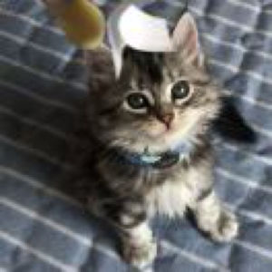 intp爱好之英语单词