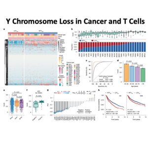 009-Y Chromosome Loss in Cancer and T Cells