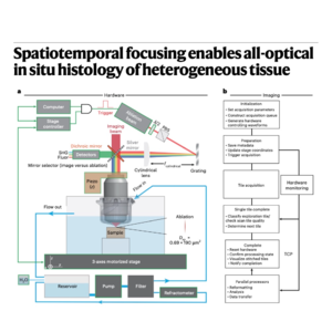 216-All-Optical In Situ Histology of Heterogeneous Tissue