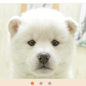 no.4新的家庭成员，白柴芝麻＆天满月姬