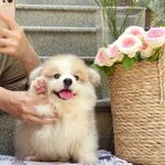 宇宙诗人小熊酱