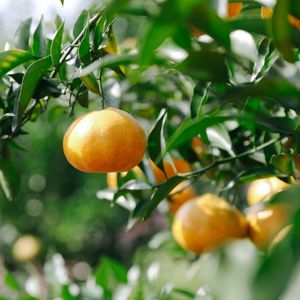 No. 161 - 嘉宾宁宁：未来何处是归属，青年人城乡生活之探索