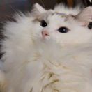 吉星高赵女士_H1kg