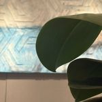 LouLou_e56r
