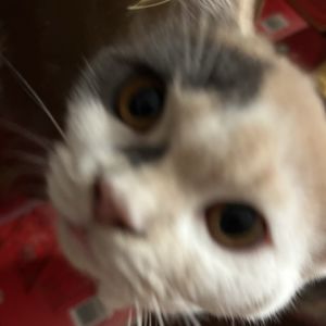 podcaster-avatar