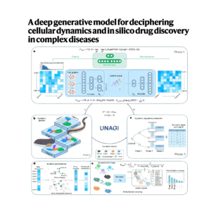 405-UNAGI：解析疾病细胞动力学与药物筛选的深度学习框架