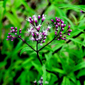 草木精灵-《诗经》里的植物