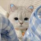 沧笙_Zrv0