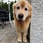 rainxy