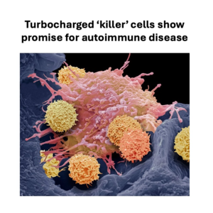 018-‘Killer’ cells show promise for autoimmune disease