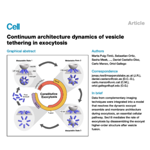 462-胞外体复合物在囊泡系留中的动态结构建模