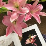 糖葫芦橙_