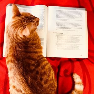 英语考试Cat | 外教雅思写作范文