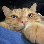 临风婀娜的小红桃