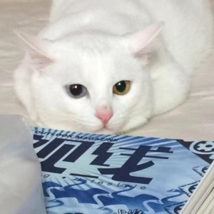 11.Playlist |谢谢我的小猫领养了我