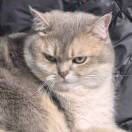 高贵优雅四季豆