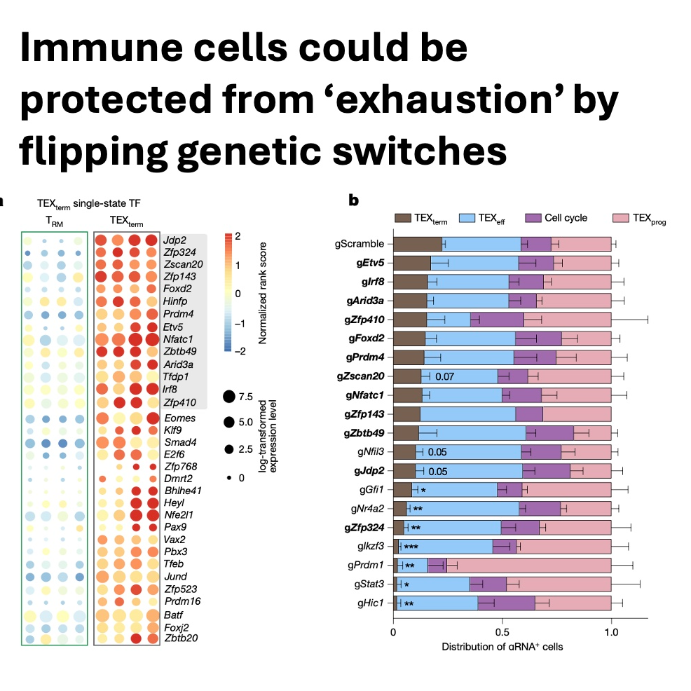 711-Atlas-Guided Genetic Switches for T Cell Programming episode artwork