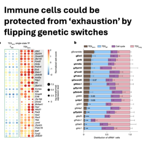 711-基因图谱解码：精准逆转T细胞竭竭与免疫记忆修复