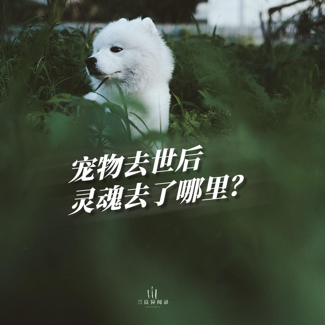 宠物离世去向盘点解读，如何送别与继续保持守护能量连接？ episode artwork