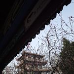 小小杨121