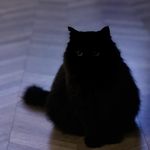 大鱼大肉身体棒