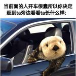 脑炎狗